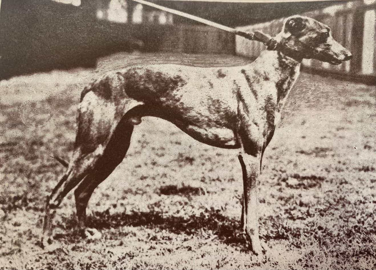 Greyhound Derby winner, Entry Badge pictured in 1927