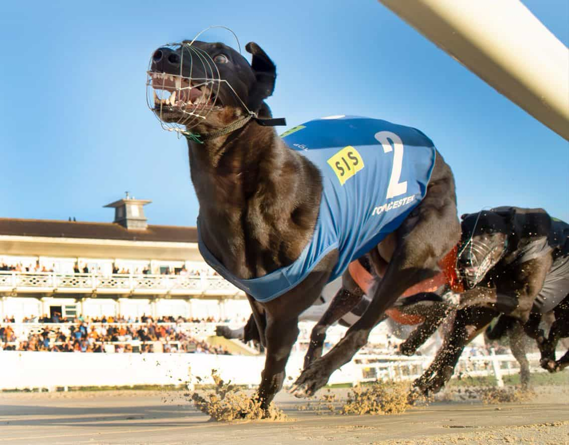 Clona Duke leading his 2023 Greyhound Derby semi-final.