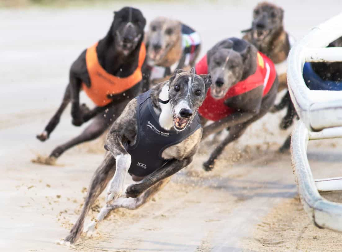 Greyhounds in racing action at Towcester.