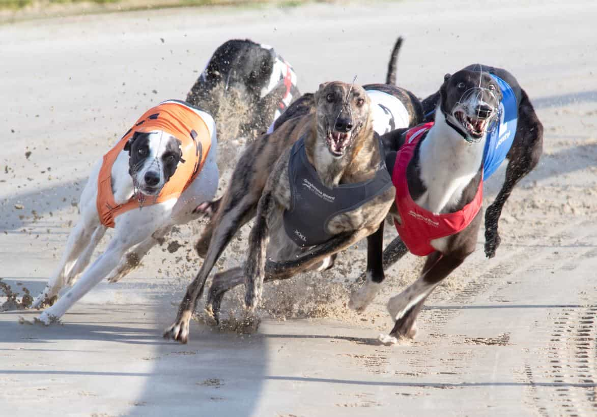 First bend action from a greyhound race at Towcester.